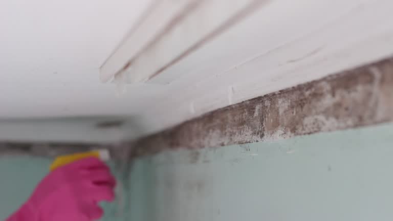 Environmental Consulting for Mold Prevention in Cresskill, NJ